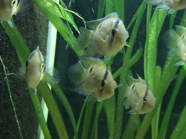 Cleithacara maronii - Maroni-Buntbarsch