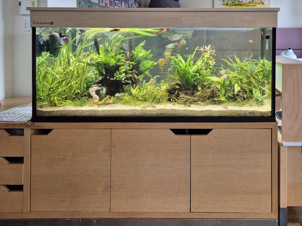 neu gestaltetes Aquarium nach 2 Wochen
